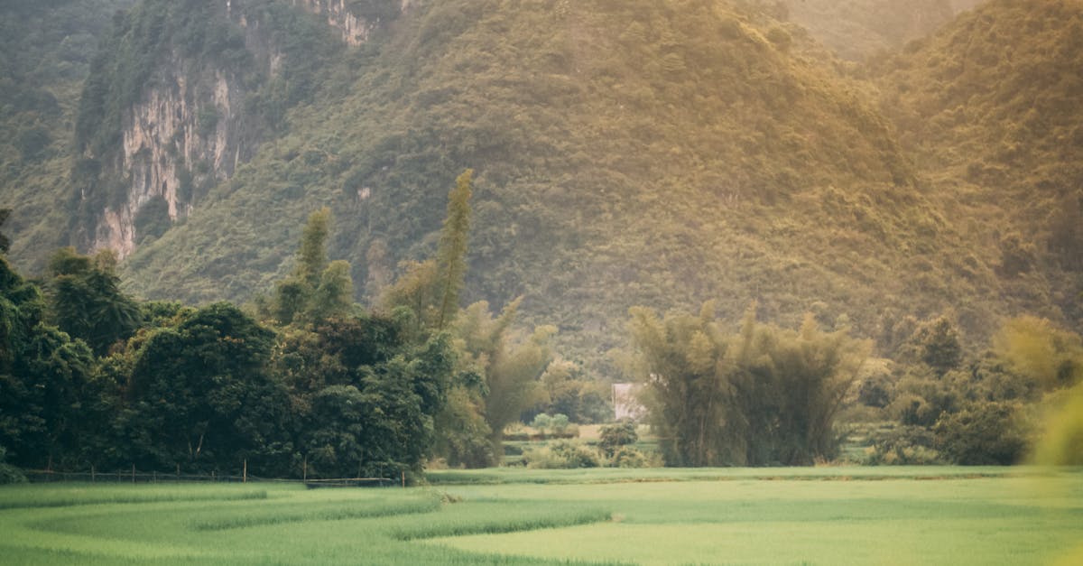 Back View of a Person Standing on a Vast Green Grass Field